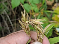 Elymus curvatus