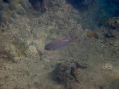 Myripristis violacea