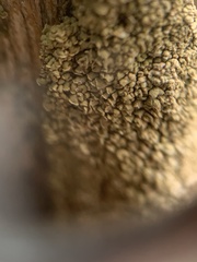 Hypocenomyce scalaris