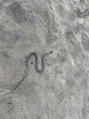 Thamnophis elegans elegans