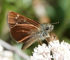 Piruna pirus