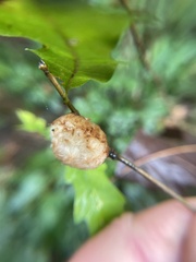 Striatoandricus aciculatus