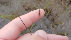 Sisyrinchium albidum
