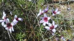 Leucocoryne purpurea