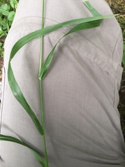 Lolium giganteum