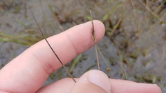 Sisyrinchium albidum