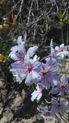 Leucocoryne purpurea