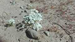 Zephyra compacta