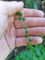 Agrimonia striata