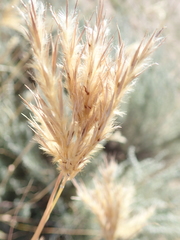 Andropogon hallii