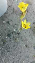 Sisyrinchium graminifolium