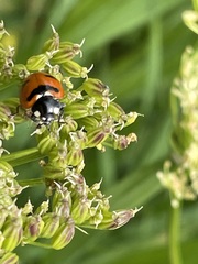 Coccinella transversoguttata