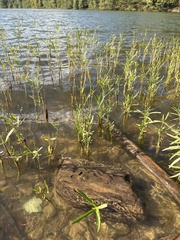 Proserpinaca palustris