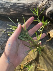 Proserpinaca palustris