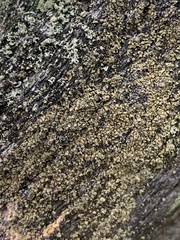 Hypocenomyce scalaris