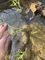 Proserpinaca palustris