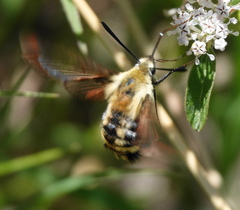 Hemaris diffinis