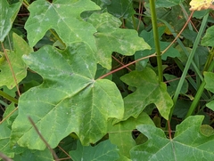 Acer macrophyllum