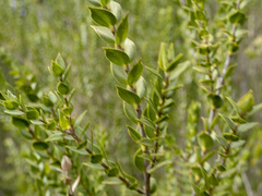 Melaleuca squarrosa