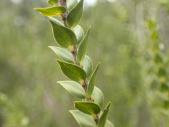 Melaleuca squarrosa