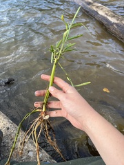 Proserpinaca palustris