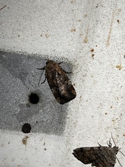 Elaphria chalcedonia