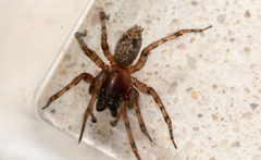 Araneomorphae