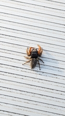 Phidippus mystaceus