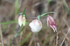 Calochortus albus