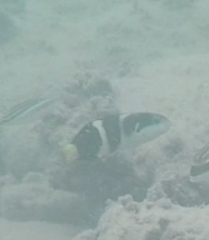 Thalassoma nigrofasciatum