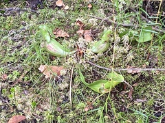 Sarracenia purpurea