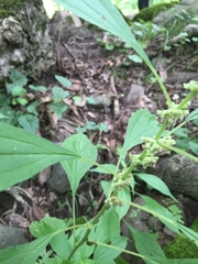Parietaria officinalis