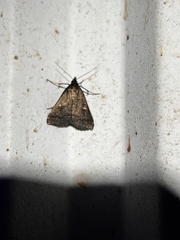 Tetanolita mynesalis