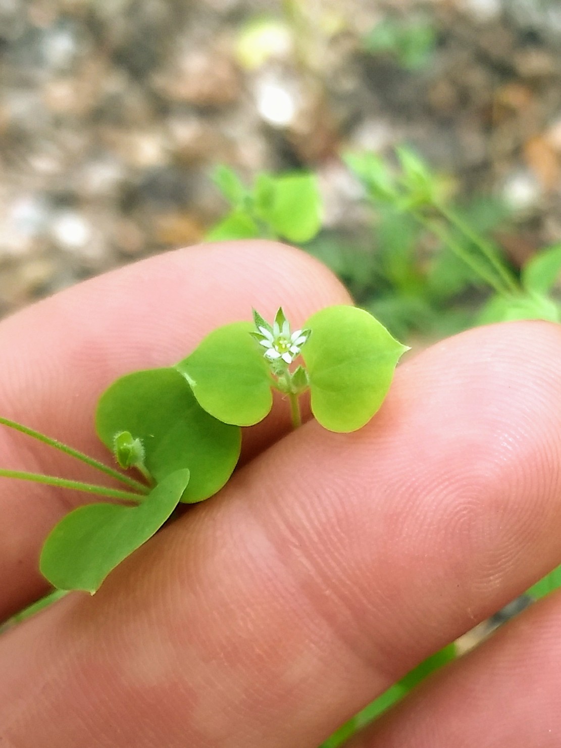 Drymaria glandulosa