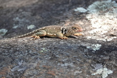 Crotaphytus collaris
