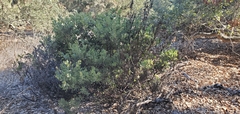 Arctostaphylos pilosula