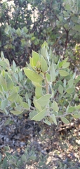 Arctostaphylos pilosula
