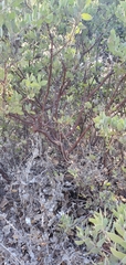 Arctostaphylos pilosula