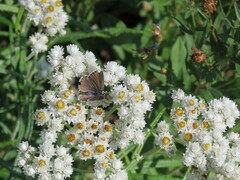 Plebejus anna
