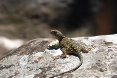 Crotaphytus collaris