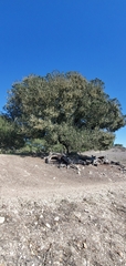 Prunus ilicifolia
