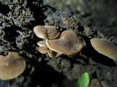 Simocybe centunculus