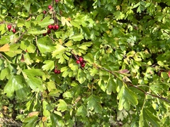 Crataegus