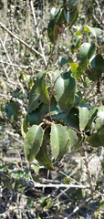 Prunus ilicifolia