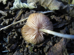 Simocybe centunculus