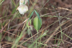 Calochortus albus