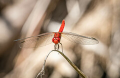 Diplacodes haematodes