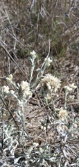 Pseudognaphalium beneolens