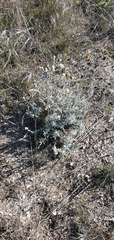 Pseudognaphalium beneolens