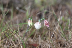 Calochortus albus